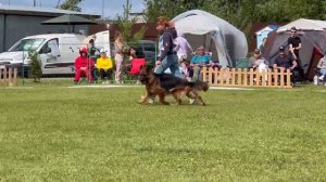 ПП 322 OLIMPIYA s Family's Friver / Моно немецких овчарок ПК БРОННИЦЫ 10.08.2024