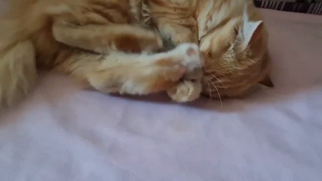 Утро Лёвы начинается не с кофе...Только охота, только хардкор! / No coffee...hunting and hardcore! смотреть онлайн