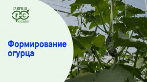 Формирование огурца