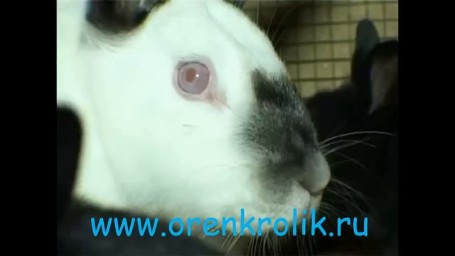 Болезни кроликов Миксоматоз смотреть онлайн
