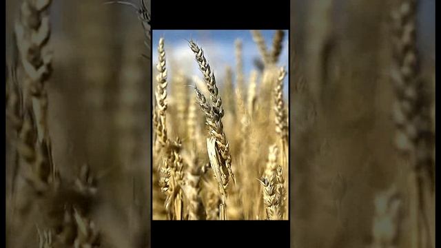Пение жаворонка. Звук для релаксации