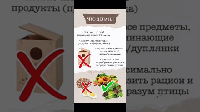 половое поведение у попугаев. смотреть онлайн