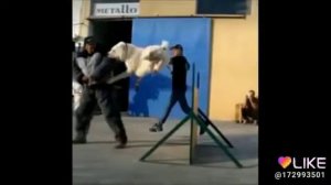 Кто лучше :Алабай или питбуль