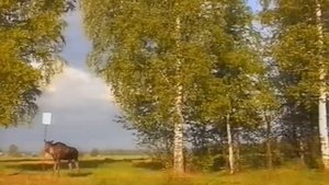 Лось-домашнее животное. Костромская лосеферма. часть3. Лето.