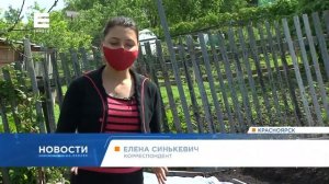 Бабочки-капустницы заполонили дороги и огороды красноярцев