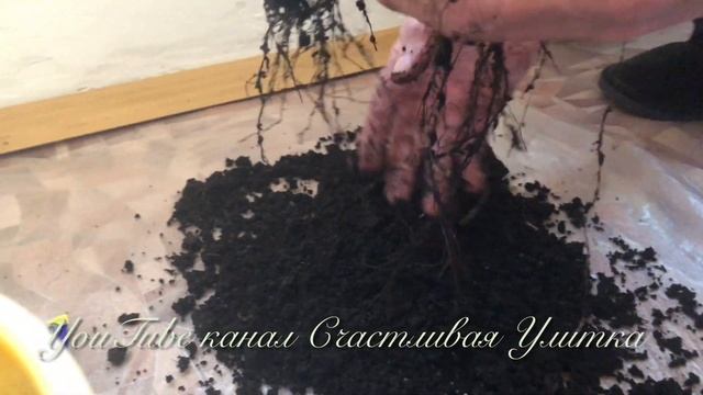 Пересаживаю елочку Picea glauca Conica // Пицея глаука Коника // Елочке 1 год 5 месяцев смотреть онлайн