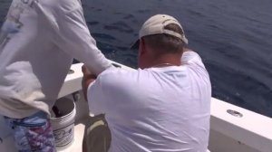 Рыбалка в Майами. Охота на Акулу