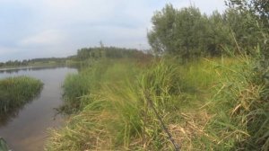 Карась в конце Августа.Ловля на Пикер в стоячей воде!!!