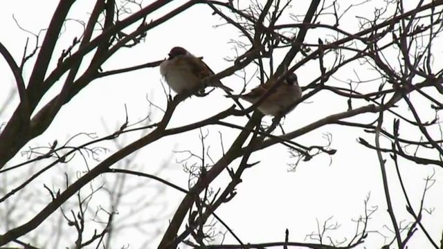 panasonic lumix fz7 test video смотреть онлайн