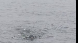 Обзор подводного скутера Waydoo Subnado. Крутой помощник дайвера всего за 38000 руб. Качество DJI