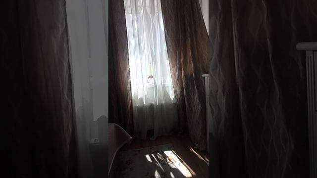 Обзор квартиры в г. Светлогорск, Калининградская область смотреть онлайн