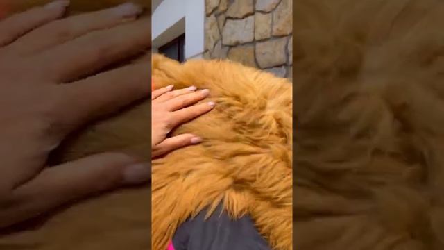 Питомник ЗОВ ТИБЕТА. МЕДВЕЖИЙ ТИП. 100%Китай??www.mastif.info. Инстаграм: mymastif ?89164762131 смотреть онлайн