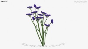 Limonium Sinuatum 3D model by Hum3D.com