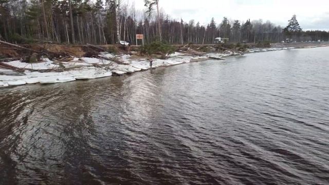 Лебеди на Финском заливе. Лебяжье смотреть онлайн