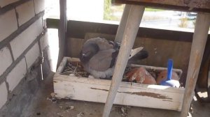 Голубь защищает гнездо.