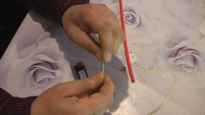 Кольцевание птенцов канареек. Canary chick banding.