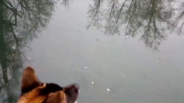 American Akita. Последний лед смотреть онлайн