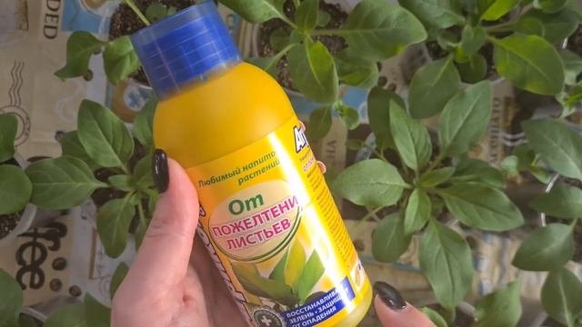 Обзор ампельной петунии. Подкормка петунии. Прищипка петунии (боковых побегов).