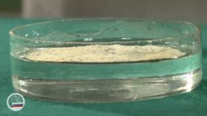 Опыт с ликоподием (с каплей мыльной воды).