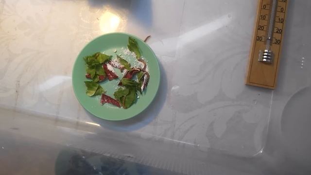 кормление молодой агамы зофобасом смотреть онлайн