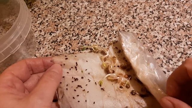 Быстрый способ проращивания семян/Лаванда/Аквилегия/Эхинацея/Люпин/Многолетники?