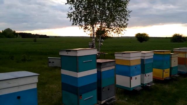 В ожидании цветения акации 2020. смотреть онлайн