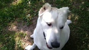 Мокнущая экзема у собаки. Алабай 1 год и 8 мес. Девочка.