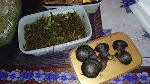 Распаковка улиток. Прекрасные Экселенсы и одинокий Овум.