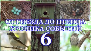 От гнезда до птенца. Хроника событий. Мухоловка-пеструшка ( Ficedula hypoleuca ) 6 часть