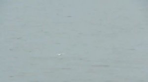 Миусский лиман