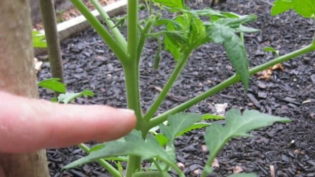 Томаты в теплице. Правила формирования томатов смотреть онлайн