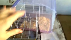 Vlog! Продажа хомяков. Покупки для наших хомок.