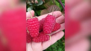 БРЯНСКАЯ ДИВА МАЛИНА ОТЗЫВЫ ОПИСАНИЕ