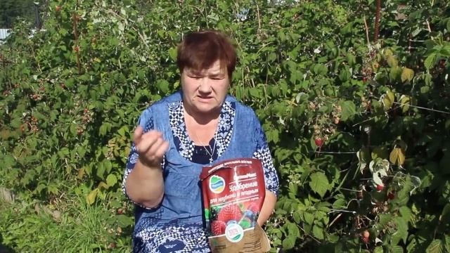 Малина завалит вас урожаем! Секрет выращивание ремонтантной малины