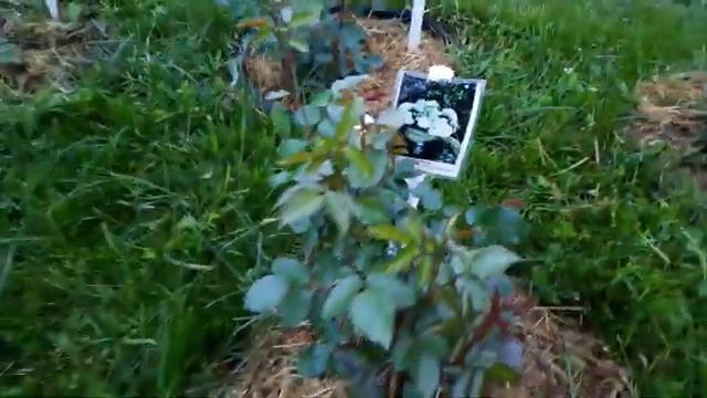 Сравнение дешевой и дорогой розы Часть 2 смотреть онлайн