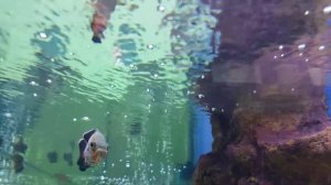 Аквариумные рыбки плавают в воде. Короткое видео