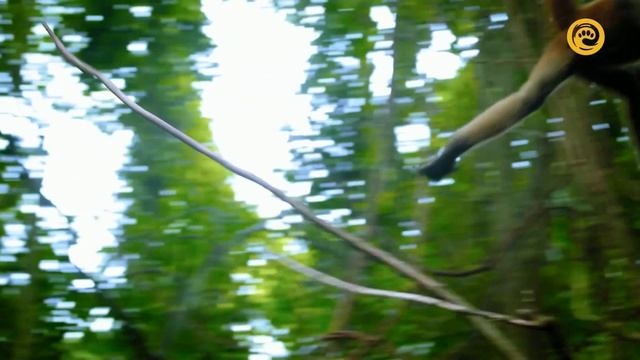 Планета джунглей / Jungle Planet Серия 21 Тропический рай / A Tropical Eden