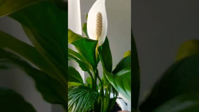 Как заставить цвести женское счастье смотреть онлайн