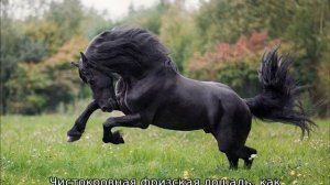 Фризская лошадь