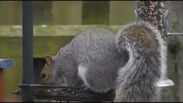 Digiscope video | Squirrel [01|02|2011] смотреть онлайн