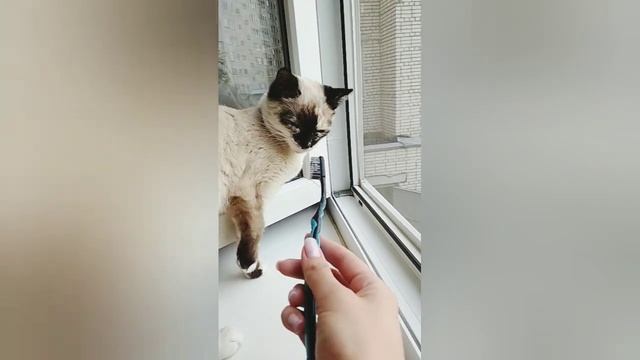 Кошкам нужно чистить зубы? смотреть онлайн