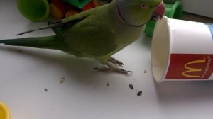 Утро Ожерелового Попугая\Indian Ringneck Parrot