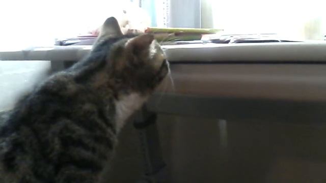 Мой кот достал мышь смотреть онлайн