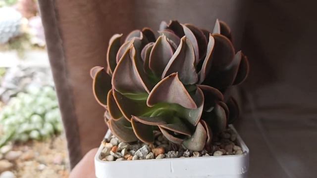 Echeveria Dark Vader & Black Hawk смотреть онлайн