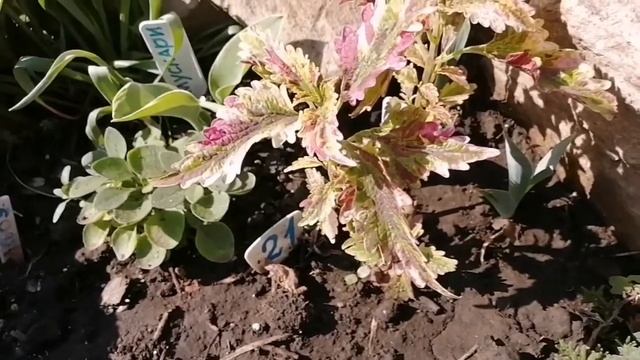 Самые неприхотливые растения в саду !
