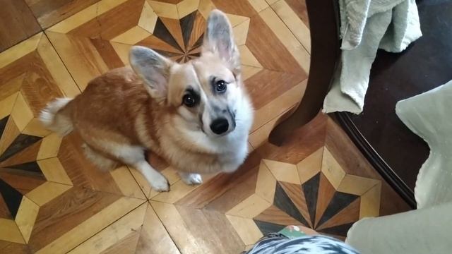 В нашем районе появился корги?! VLOG + РЫЖАЯ ХУДЕЕТ смотреть онлайн