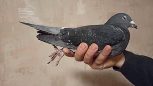 ПОЧТОВЫЕ ГОЛУБИ, ОДНИ ИЗ МНОГИХ МОИХ КРАСАВЦЕВ.