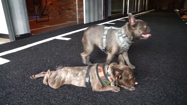 LOVE YOUR PET DAY || WITH JENNA LOUISE смотреть онлайн