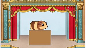 Новости морских свинок