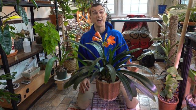 CLIVIA Houseplant - How to Grow & Flower, Root Prune (C. miniata) - Do this in Fall смотреть онлайн